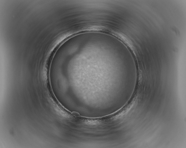 X0000111860835200907231450