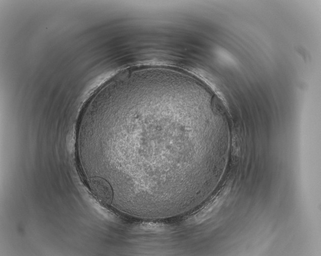 X0000111860437200907301135