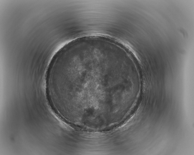 X0000111861024200907301127