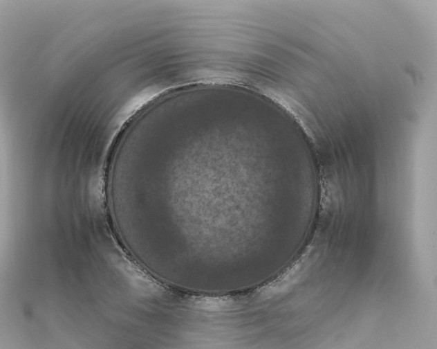 X0000111861074200907301126