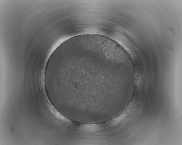 X0000111861094200907301126