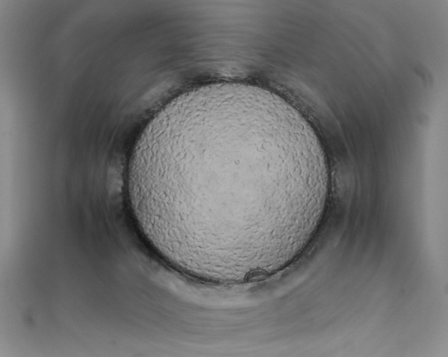 X0000111860032200908061345