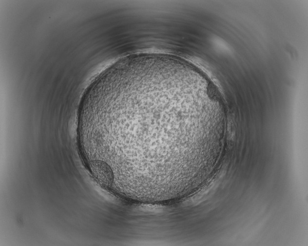 X0000111860437200908061339