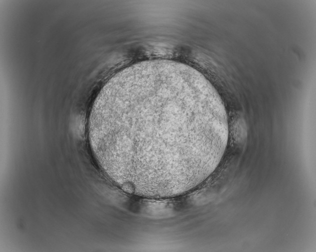 X0000111860709200908061336