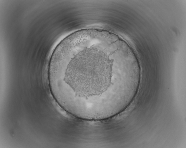 X0000111860816200908061334