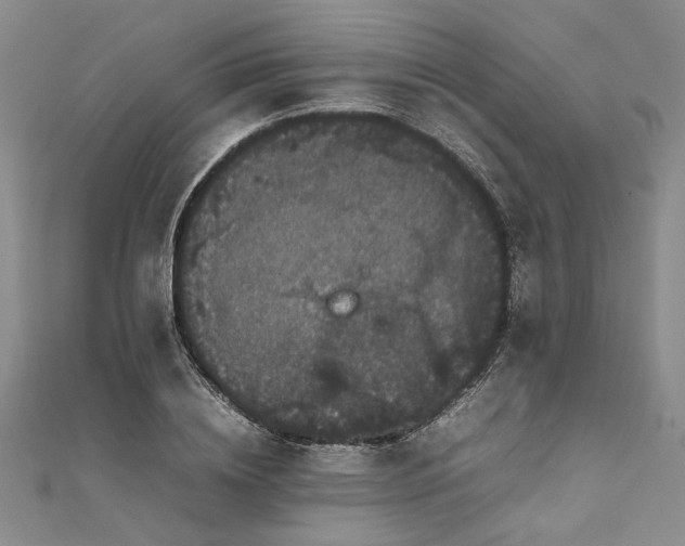 X0000111860836200908061334