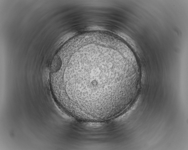 X0000111860849200908061334