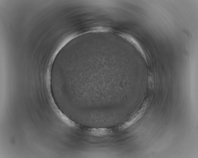 X0000111860859200908061334