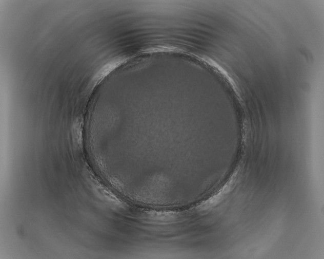 X0000111860921200908061333