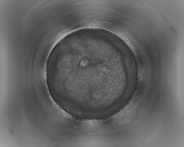 X0000111860950200908061333