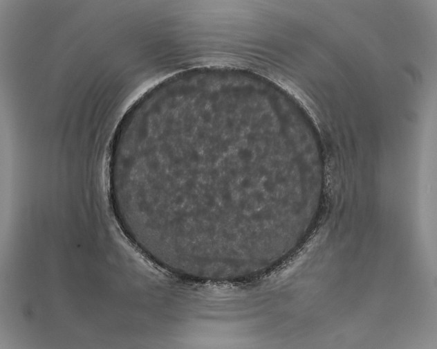 X0000111860983200908061332