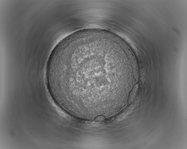 X0000111860991200908061332