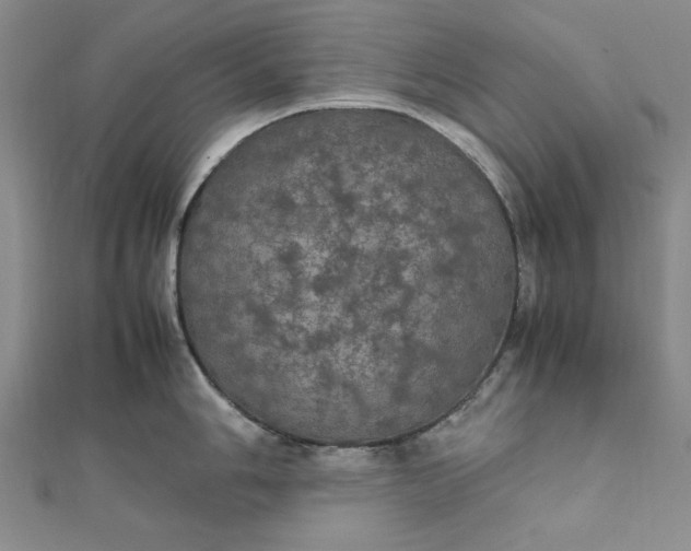 X0000111861006200908061332