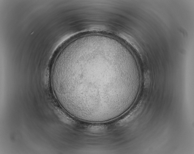 X0000111861021200908061331