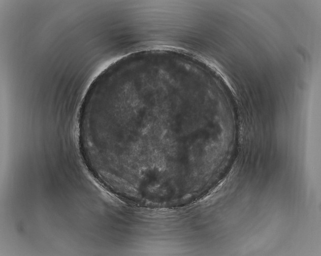 X0000111861024200908061331