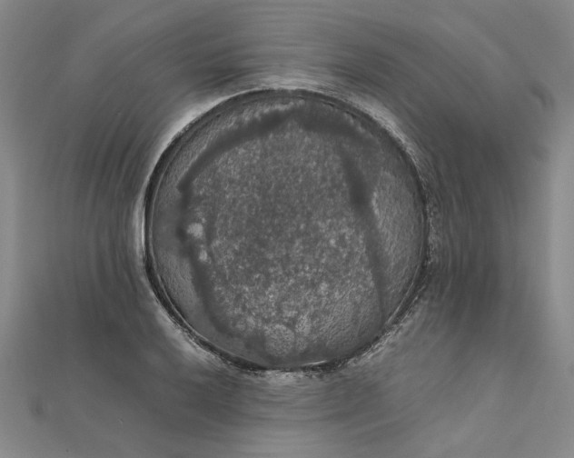 X0000111861032200908061331