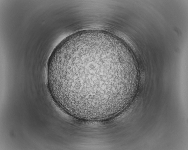 X0000111861079200908061331