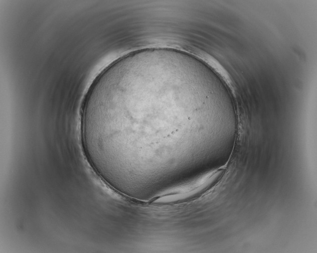 X0000111861096200908061330