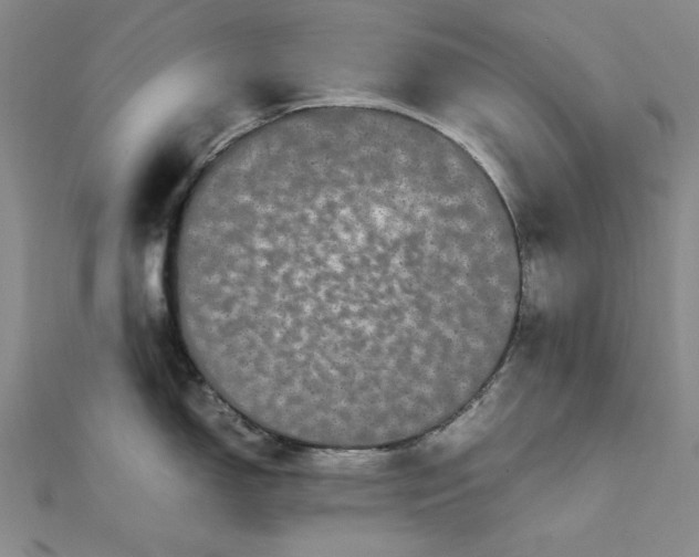 X0000111861150200908061330