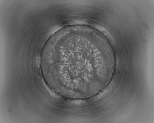 X0000111861233200908061329