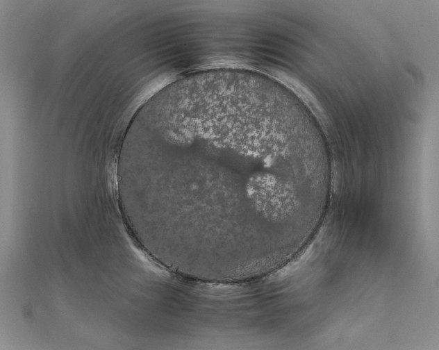 X0000111861241200908061329