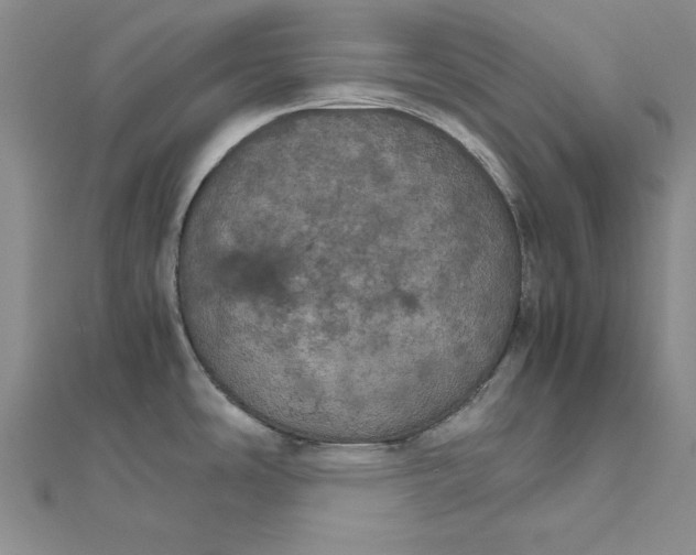 X0000111861486200908061325