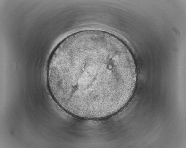 X0000111861514200908061325