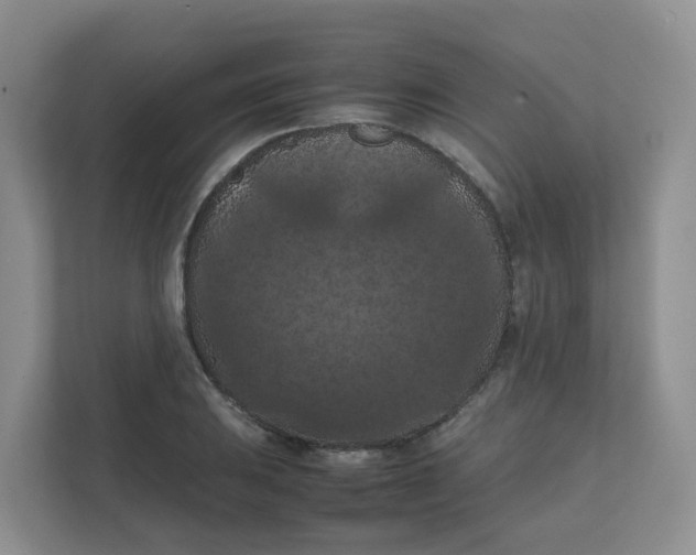 X0000111861031200908131455