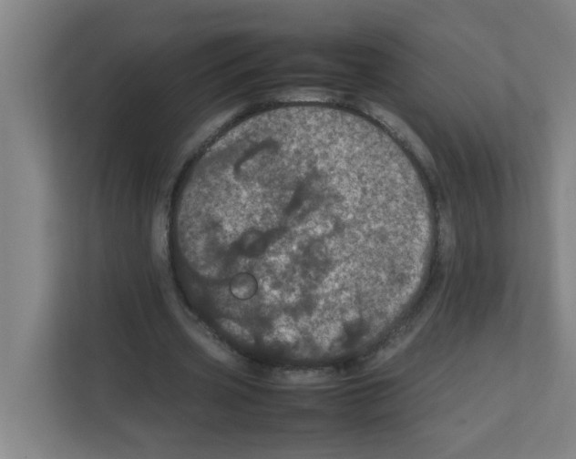X0000111860533200908201259
