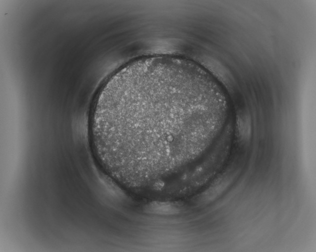 X0000111860534200908201259