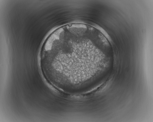 X0000111860955200908201255