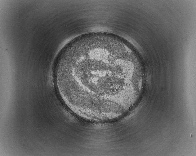 X0000111861022200908201253