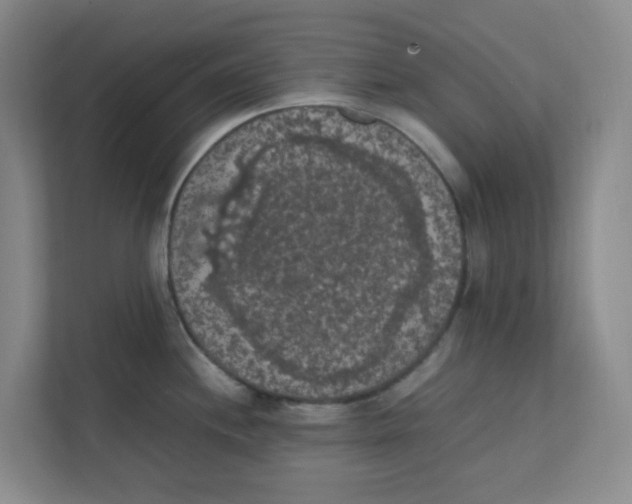X0000111861244200908201251