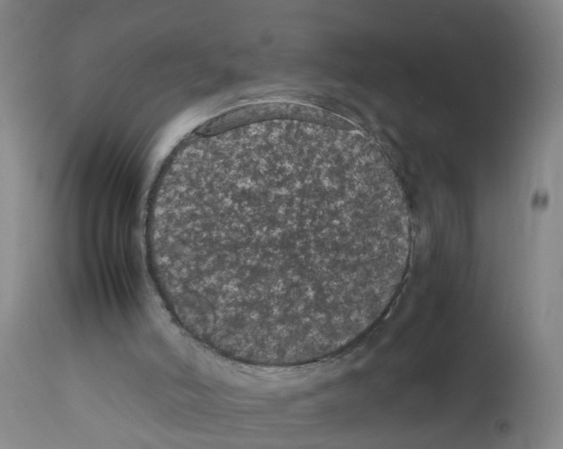 X0000111860006200909031802