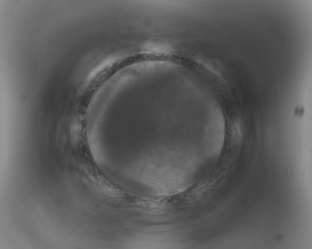 X0000111861254200909031743