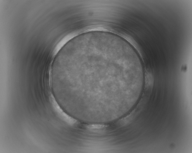 X0000111861290200909031742