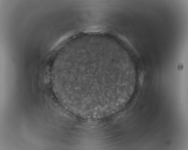 X0000111861350200909031741