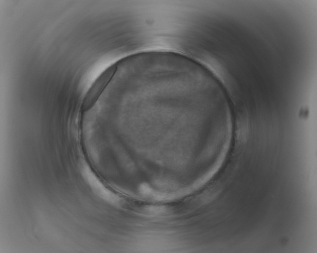 X0000111861468200909031739