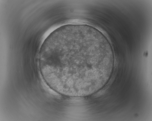X0000111861486200909031739