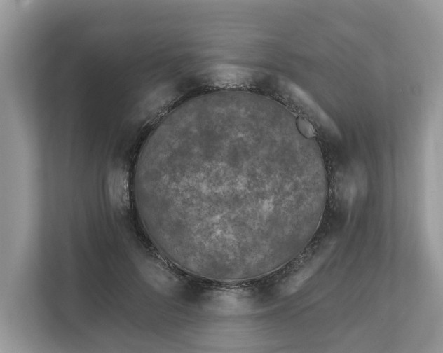 X0000111870696200907301116