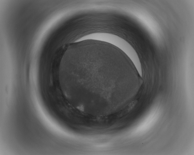 X0000111870383200908061259