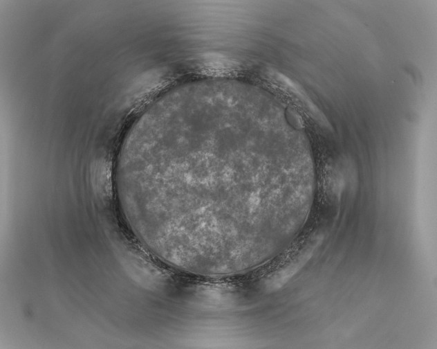 X0000111870696200908131612