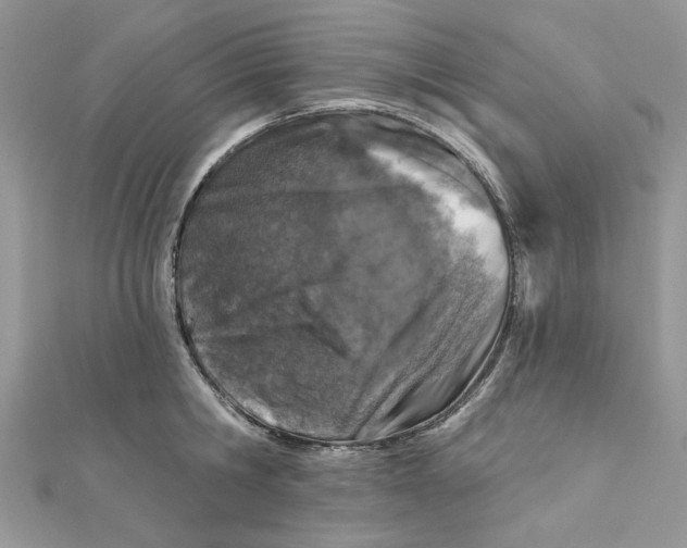 X0000111870806200908131610