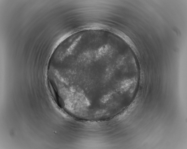 X0000111870850200908131610