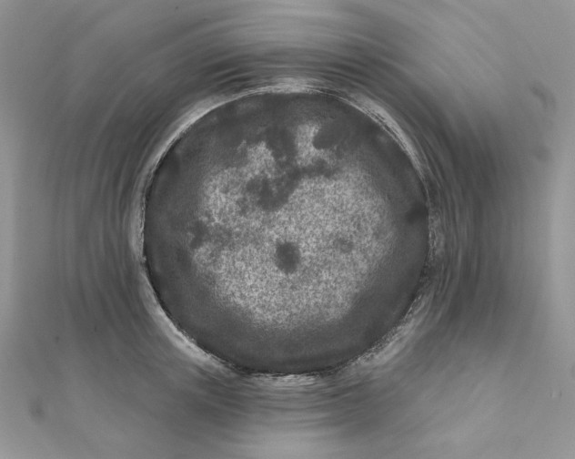 X0000111870851200908131610