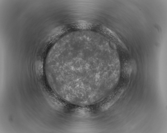 X0000111870696200908201217