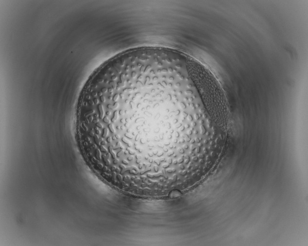 X0000111881136200907231529