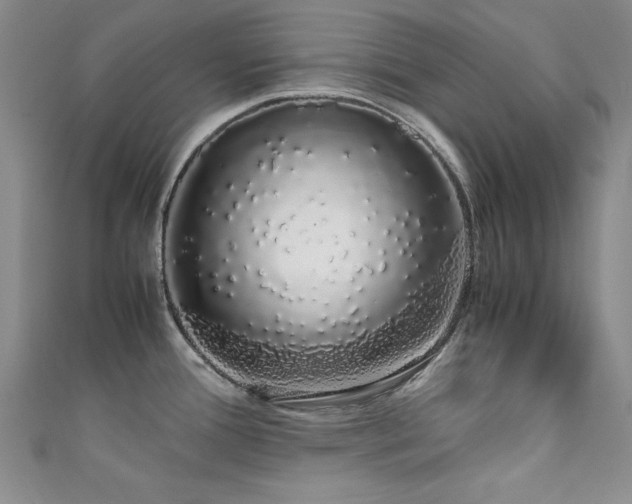 X0000111881388200907231526