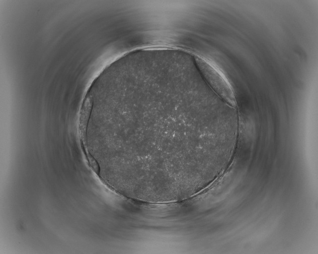 X0000111881485200907231525