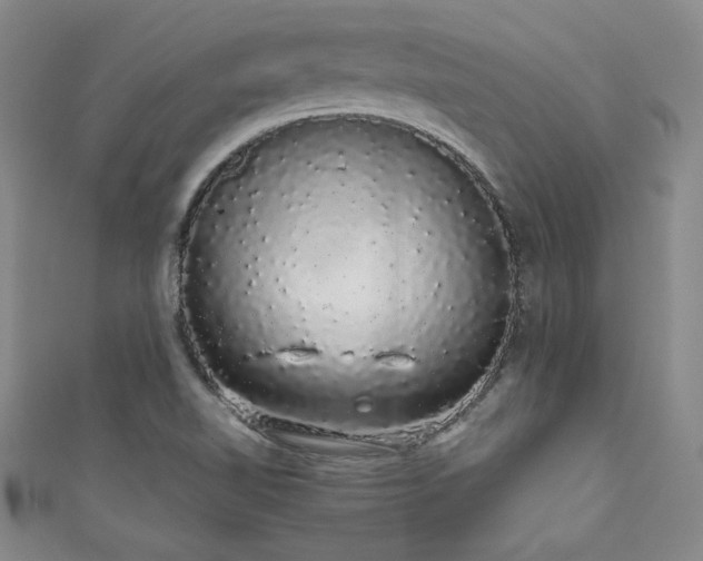 X0000111881510200907231524